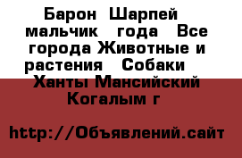 Барон (Шарпей), мальчик 3 года - Все города Животные и растения » Собаки   . Ханты-Мансийский,Когалым г.